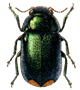 Beetle