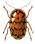 Beetle