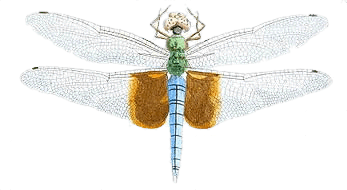 Dragonfly