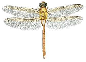 Dragonfly