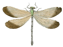 Dragonfly