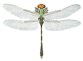 Dragonfly