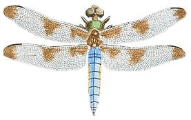 Dragonfly