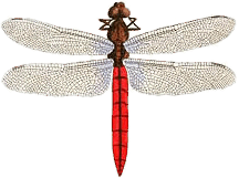 Dragonfly